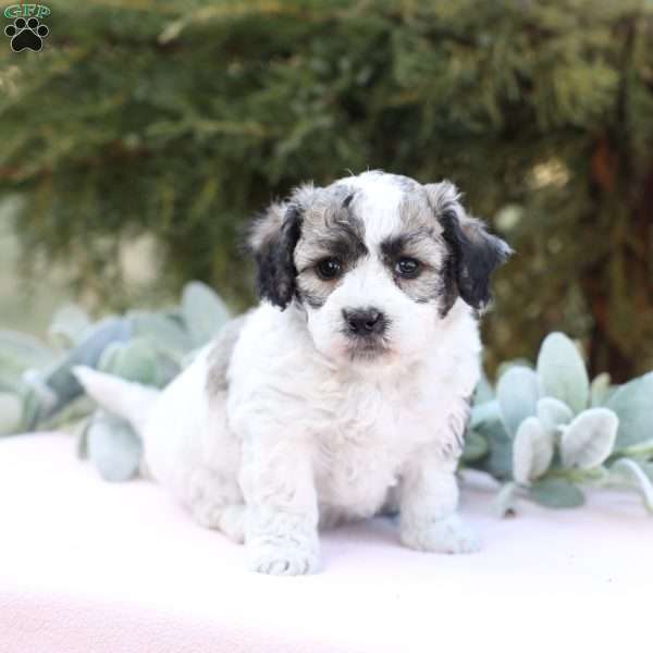 Jenny, Bich-Poo Puppy